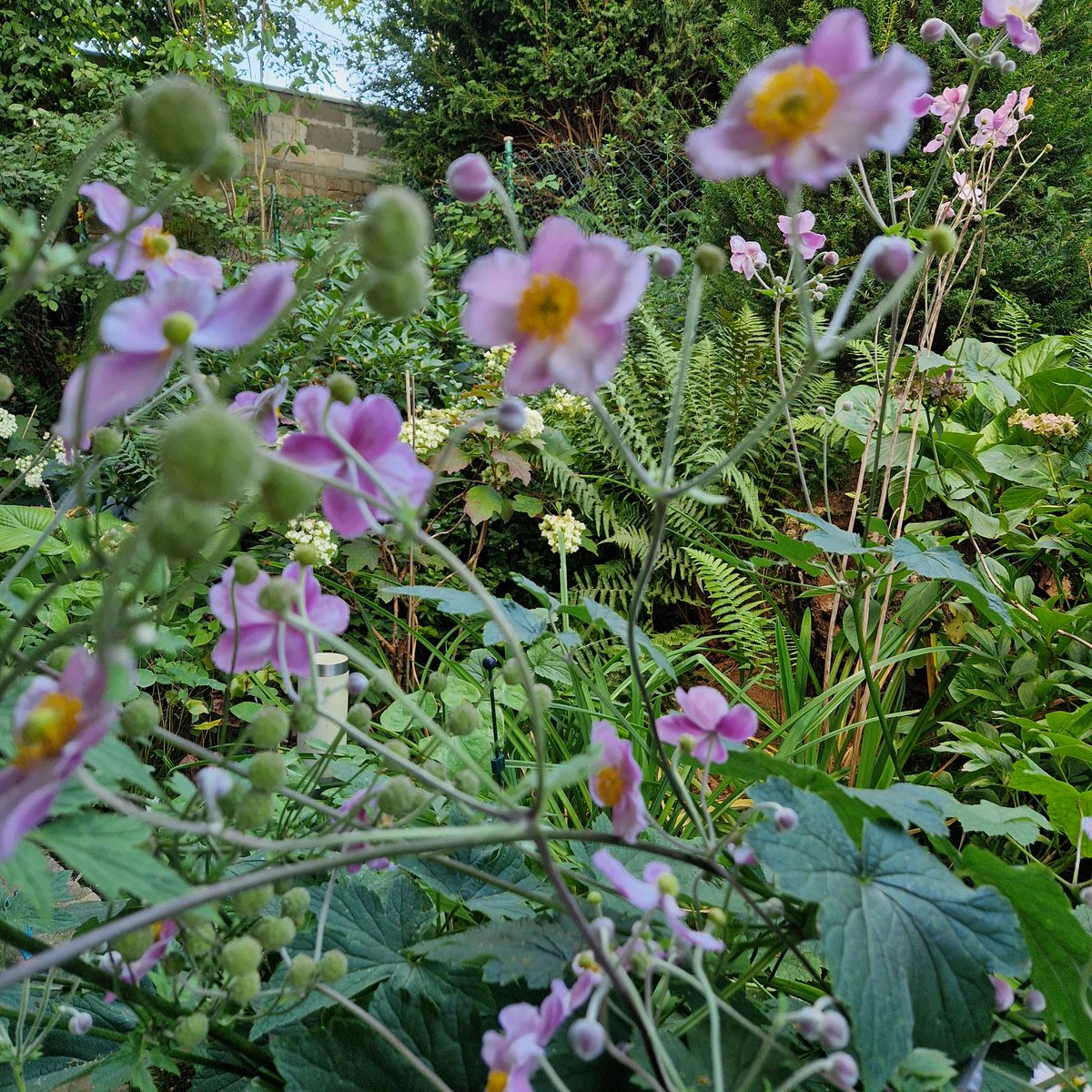 Siehe, wir lieben nicht, wie die Blumen, aus einem einzigen Jahr; uns steig, wo wir lieben,
unvordenklicher Saft in die 
Arme.

Rainer Maria Rilke