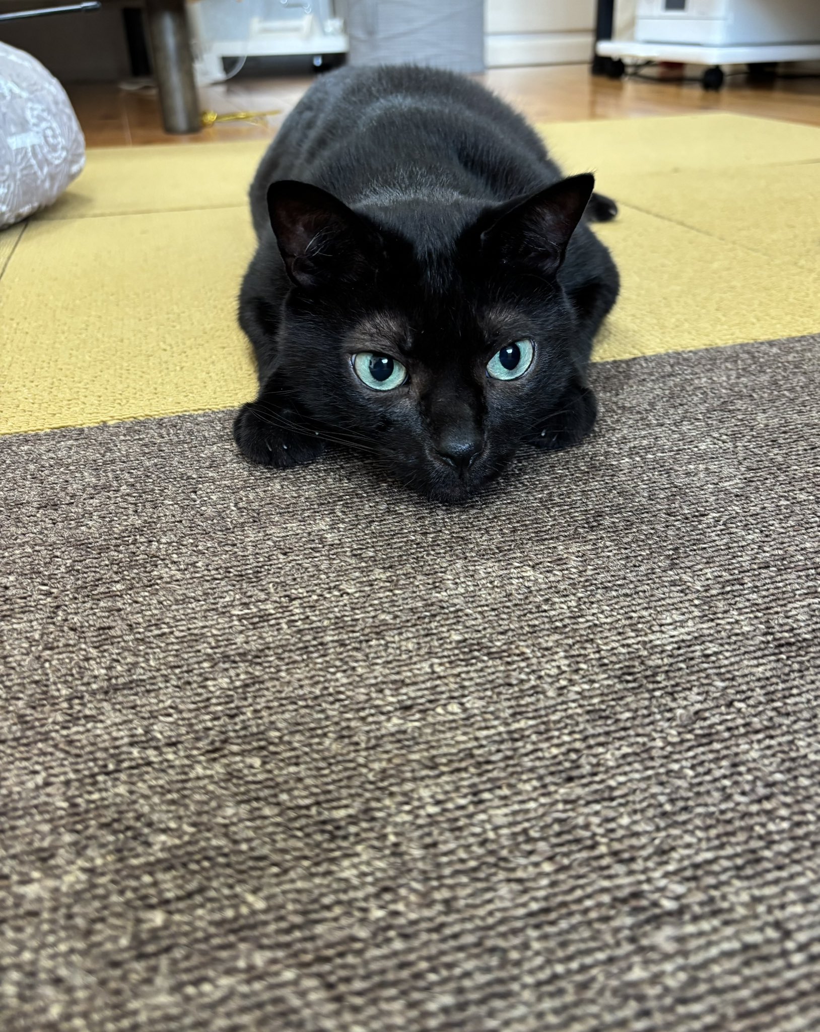 黒猫のわ〜る様 A18tKOh-ZeL.jpg