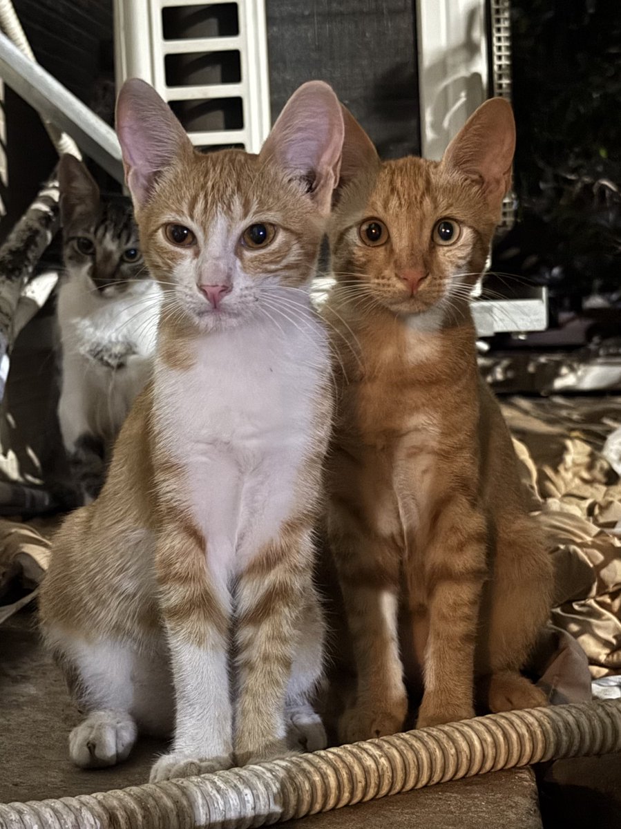 laier's tweet image. Это банда