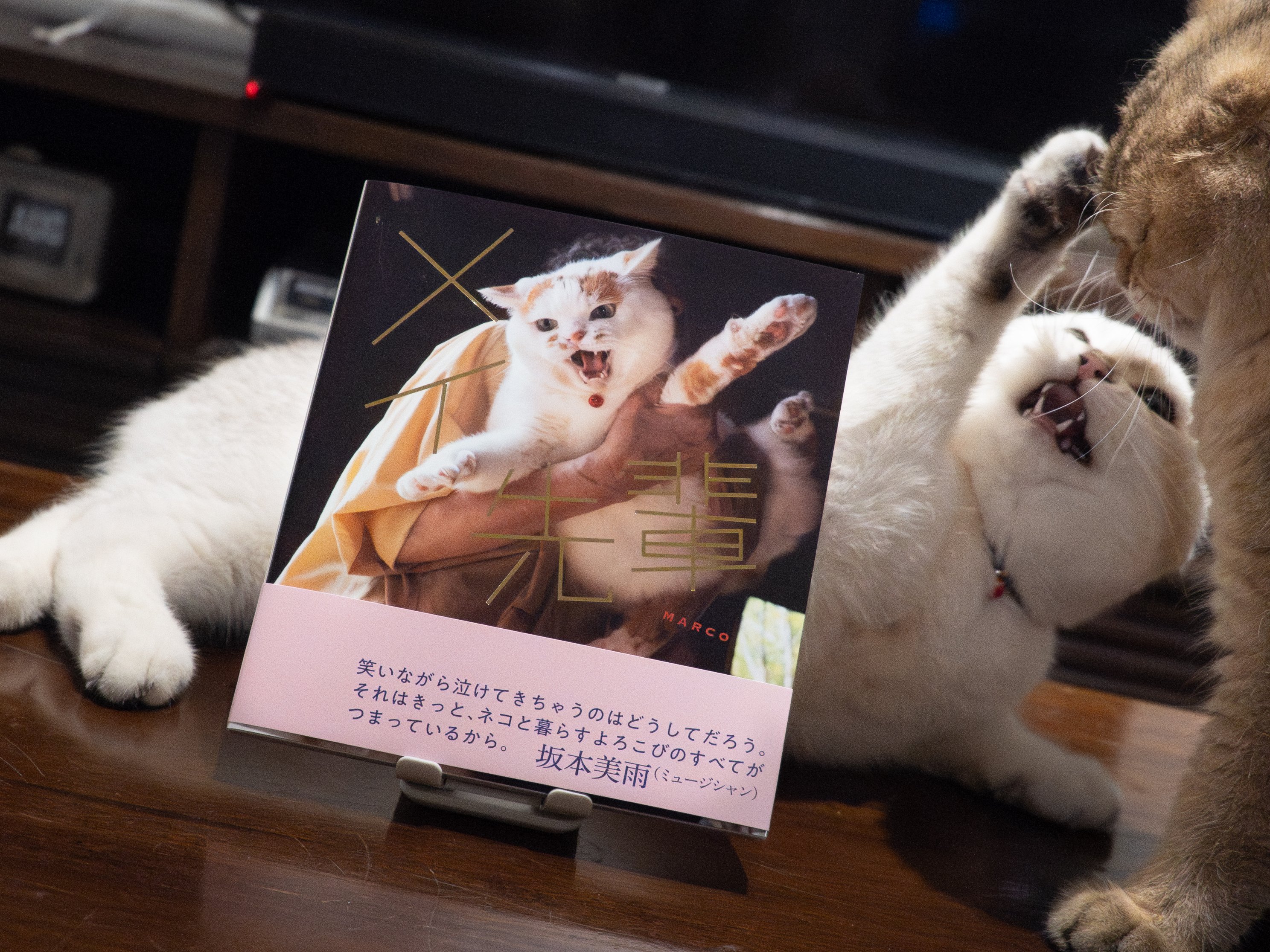ねこた Amazon | FEANDREA キャットタワー 大型猫用 安定感 コンパクト