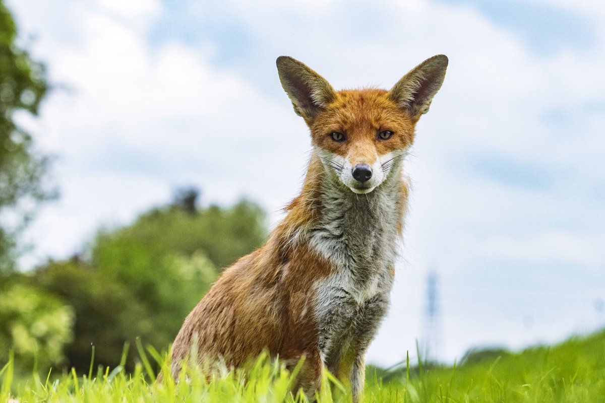 British Wildlife Photography Awards tweet media