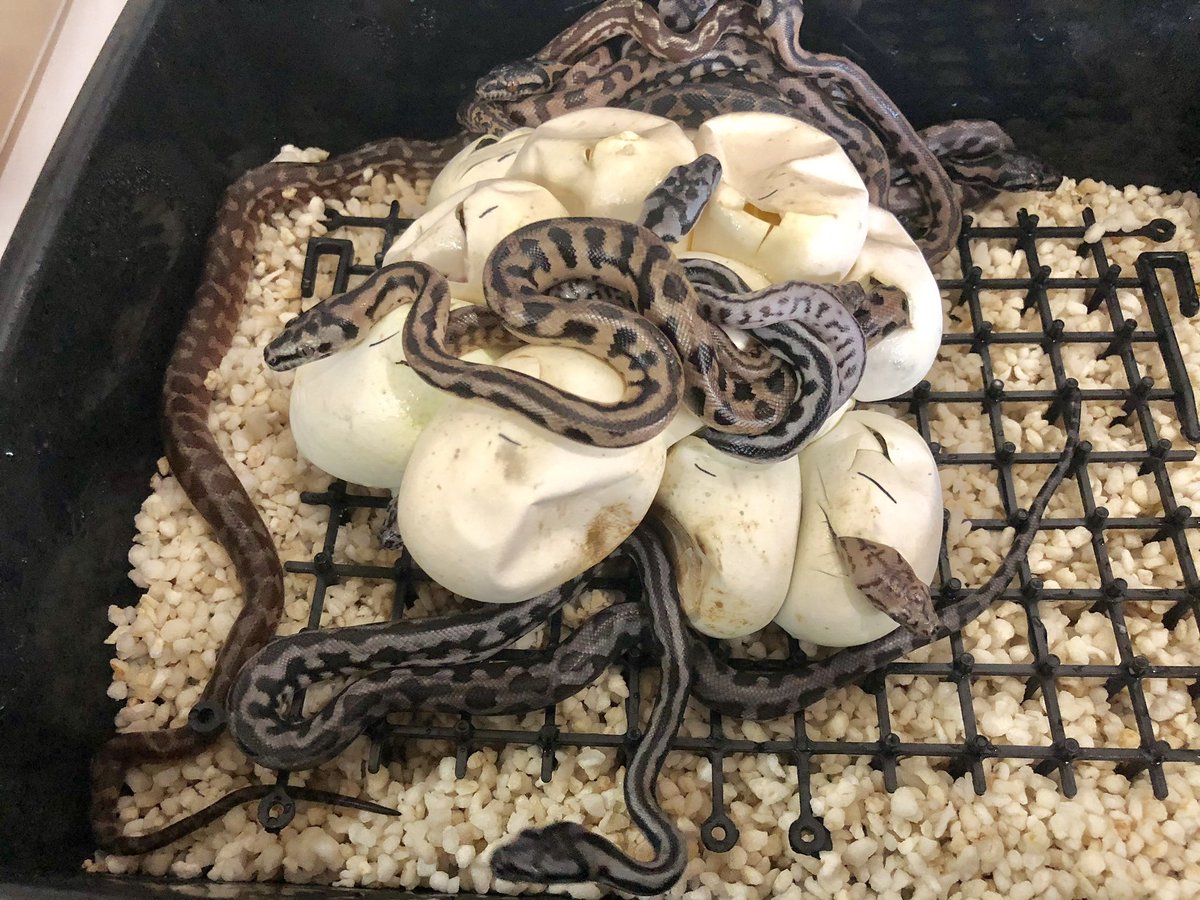 miyanosyouten's tweet image. UKPYTHONS便問い合わせありがとうございます。
締め切り近いのでよろしくお願いします。
ブリードラインの組み方や個体の選定等気になればこっそり宮野に遠慮なく言って下さい。
Paul氏に断られた数々の某業者様も是非問い合わせお待ちしてます。
#カーペットパイソン #ukpythons #