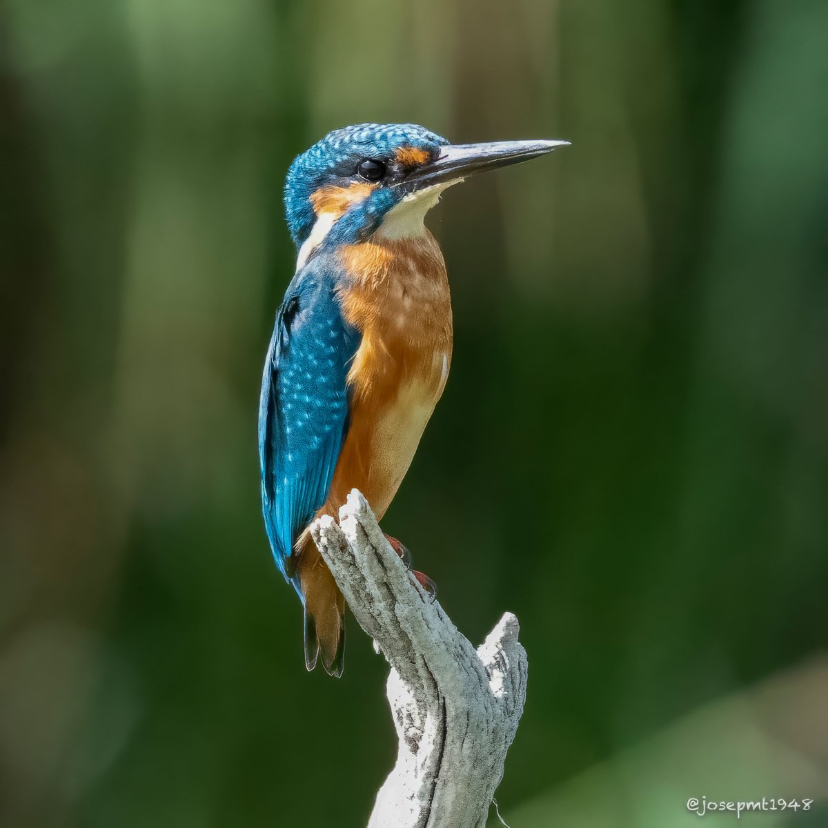 josepmt's tweet photo. Postureig!
Blauet (Alcedo atthis)
#flix #flixturisme #reservanaturalsebes https://t.co/dvxjHMRlJr