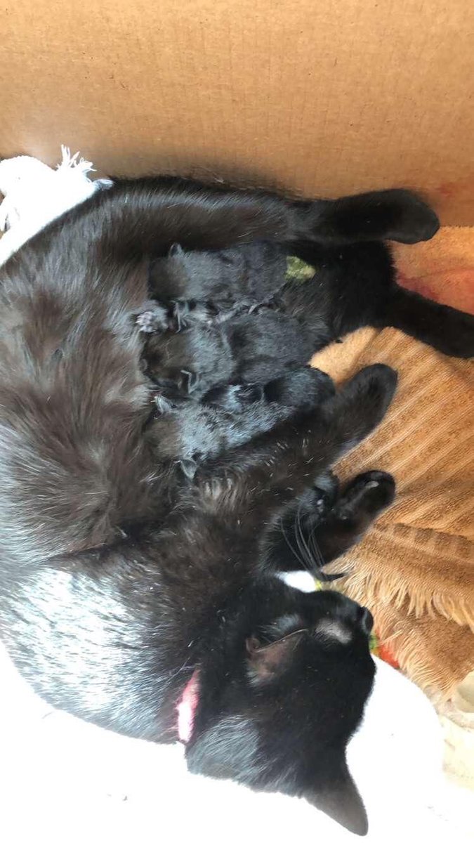 La gata de la señora Taylor