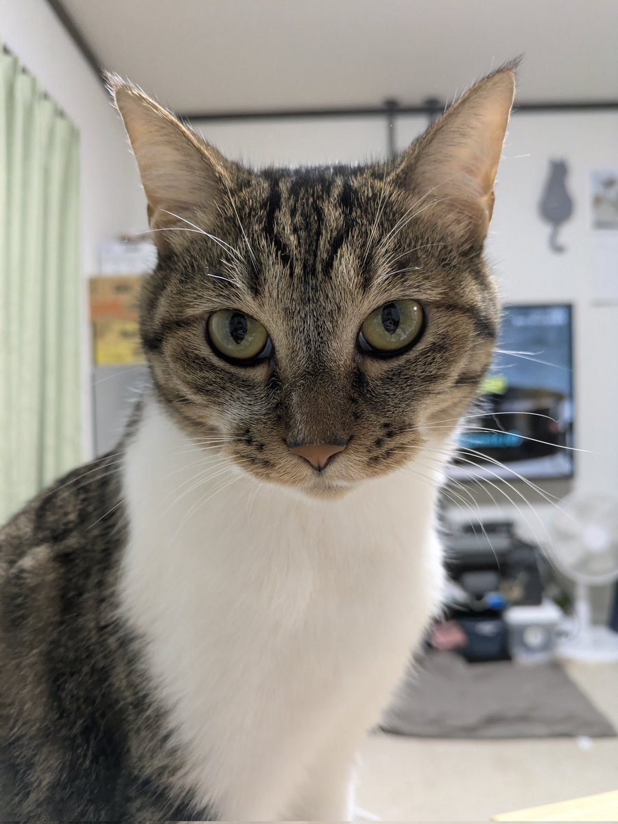 顔が美しい　ヴィンテージ招き猫　白 セトクラフト 招き猫 瀬戸クラフト レトロ ヴィンテージ 鈴 希少