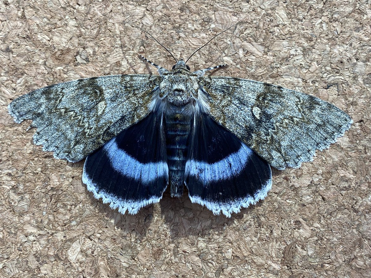 MothTrapper48's tweet image. Cliden Nonpareil, Catocala fraxini, North-east Norfolk last night. #moths