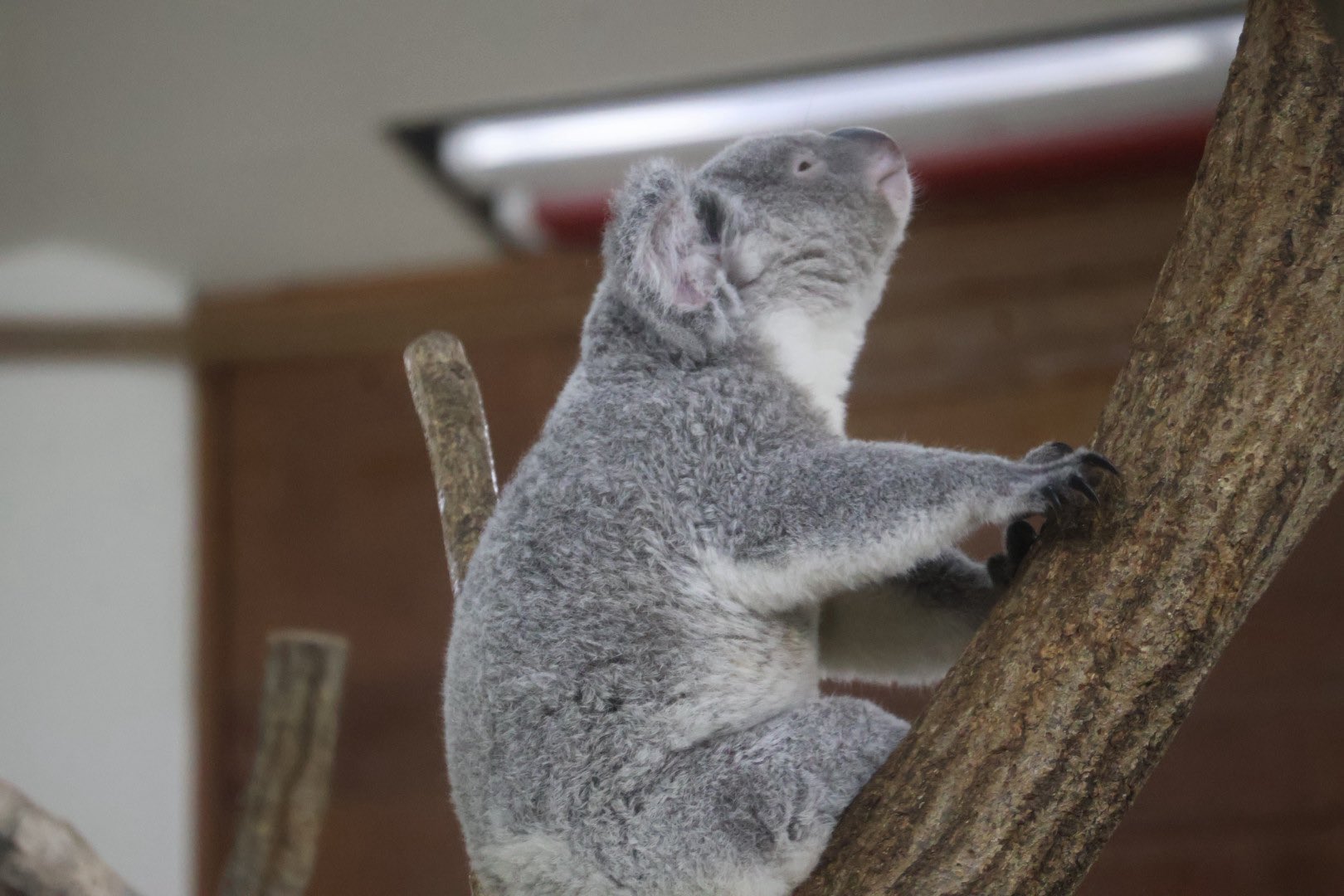 草木と小さな動物 草木と小さな動物