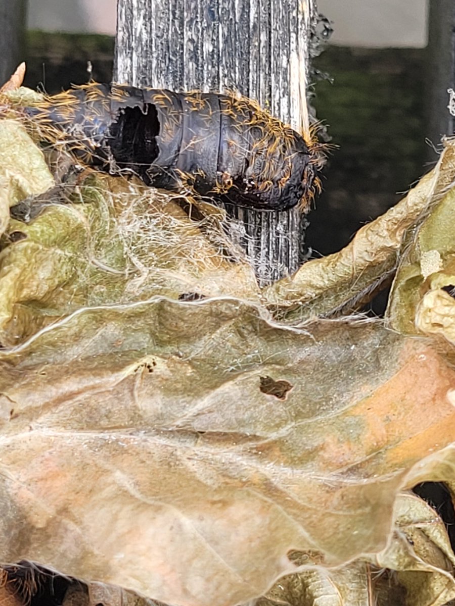 Ik vind verschillende van deze poppen (?) in mijn beukenhaag. Iemand een idee van welke soort?