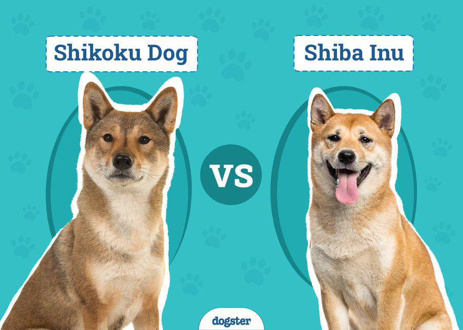 cyberZinny's tweet photo. @LevisNFT There’s a pre-pump calm that real investors know to watch for.
That’s exactly what $SHIK feels like right now.
Low MC. Diamond community.
And a narrative that actually sticks.
You’ve been warned.
@ShikokuCoinETH https://t.co/Isj95qhRTt