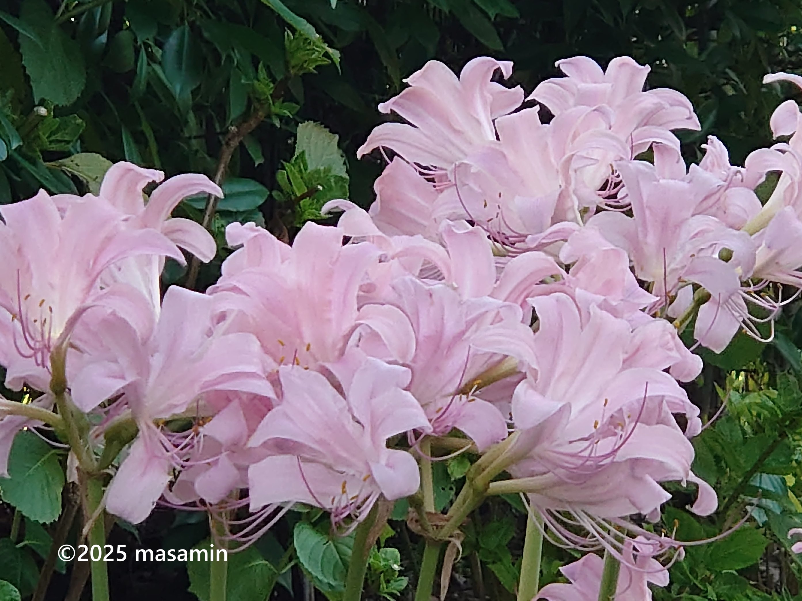 ナツズイセン　パステル画　箱根長安寺 愛と平和の江戸絵画⑨】 作品：歌川広重「東海道五十三次」 江戸