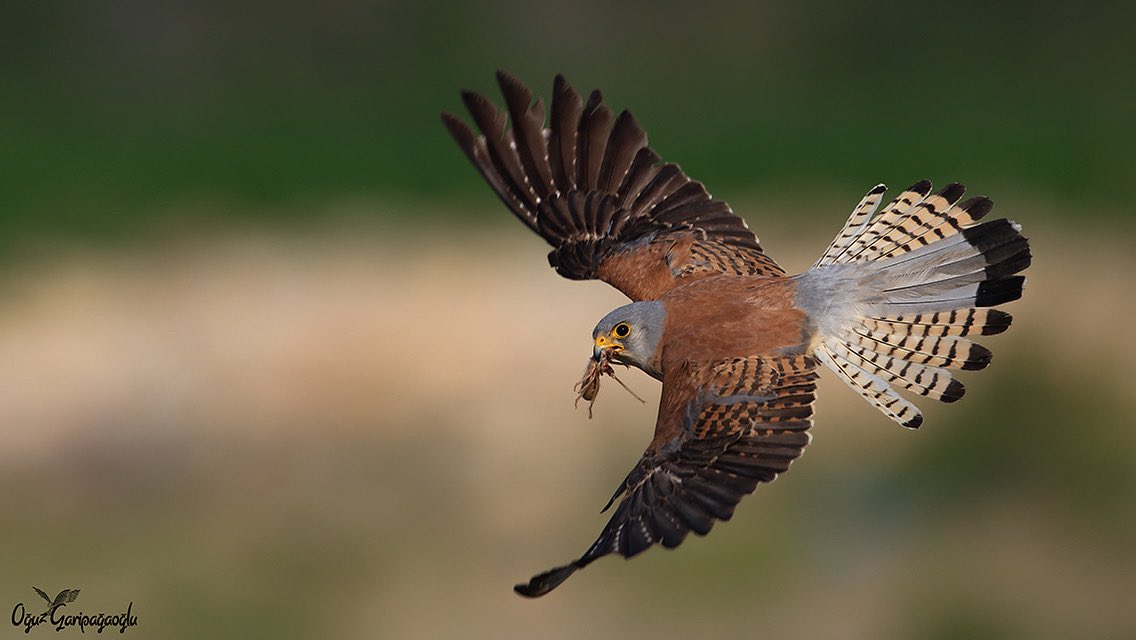 trakus.org / Türkiye'nin Anonim Kuşları tweet media