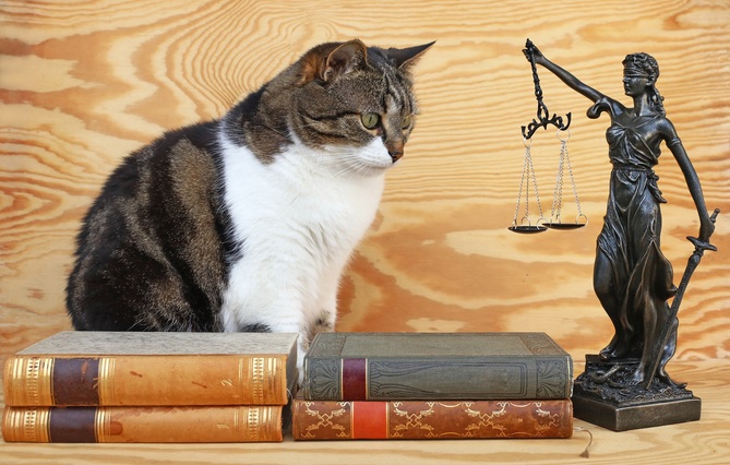 La jeune association L’Arche de Justice est la première plateforme de centralisation des demandes entre associations et avocats sensibles à la condition animale. Rencontre avec Valentine Labourdette, présidente, et Amira Aissaoui, secrétaire générale.

jss.fr/%C2%AB_Beaucou…