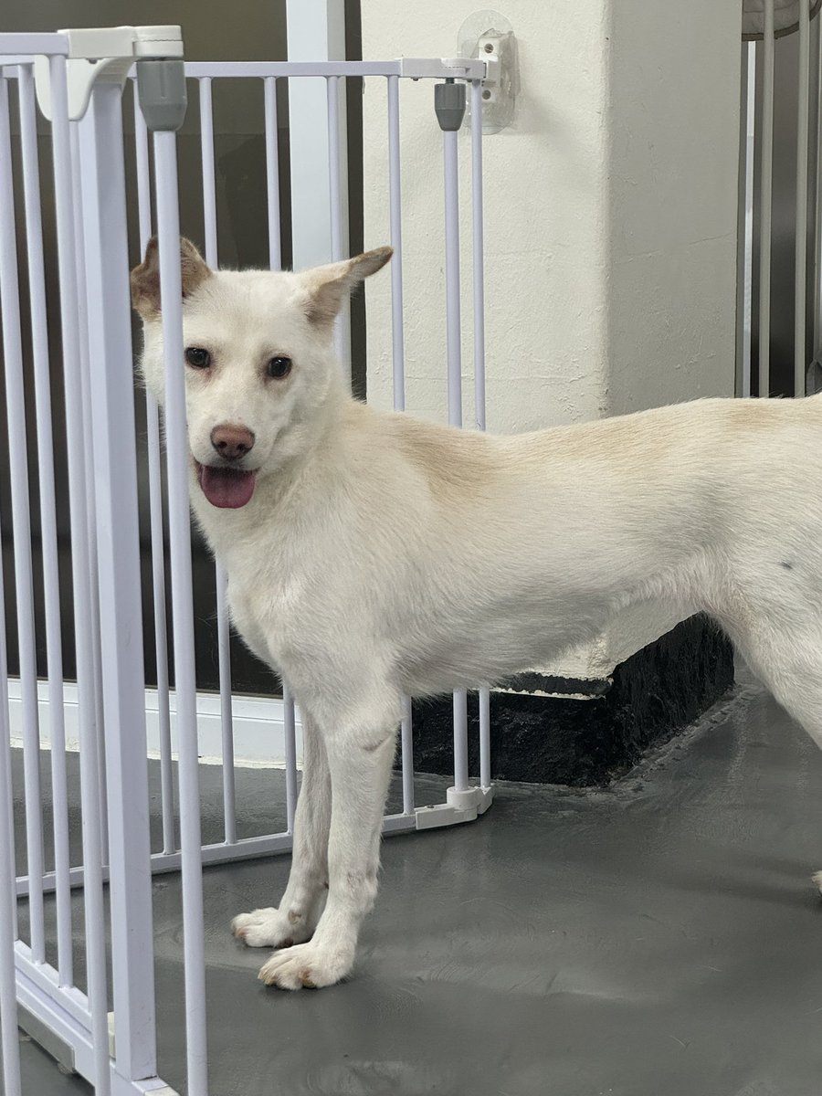 #가족찾는도도
노숙자분이 키우다 사정상 시보호소로 들어간 도도는 입양 문의 없이 공고기한이 끝나 쉼터로 구조 되었습니다. 보호소에서는 주눅 들었지만, 쉼터에서는 조금씩 마음을 열고 있어요. 봉사자님들의 사랑을 받으며, 가족을 기다릴거에요🥹 도도에게도 많은 관심 부탁드려요!