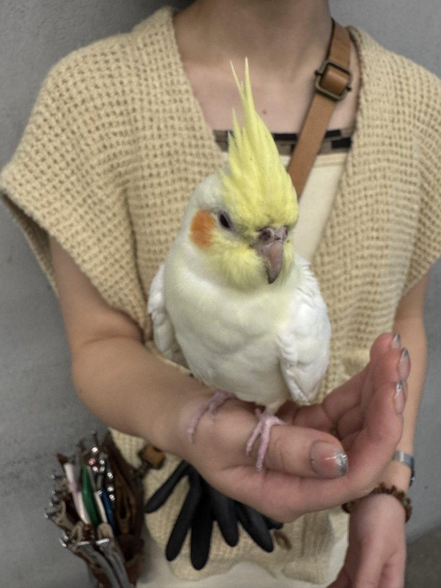 nob58's tweet photo. 【拡散希望】
千葉県柏市1-4-27 5Fのベランダにて迷子のオカメインコを保護して柏駅前東口交番へ届けました。
お心当たりがある方は柏警察会計課0471480110までご連絡ください。

特徴
黄色いトサカ
オレンジ色のほっぺ
全体クリーム白
赤色の目
人馴れしています https://t.co/2fQMmLYwwb