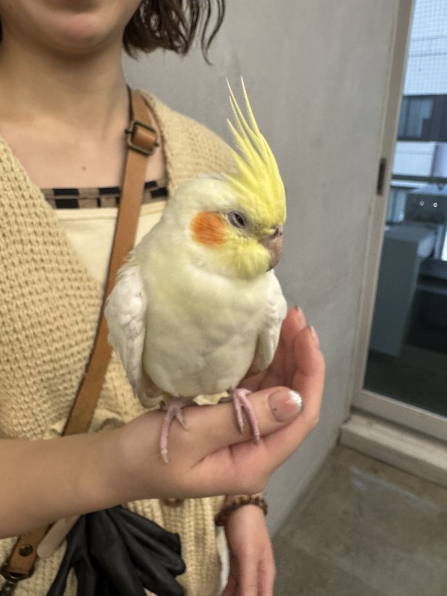 nob58's tweet photo. 【拡散希望】
千葉県柏市1-4-27 5Fのベランダにて迷子のオカメインコを保護して柏駅前東口交番へ届けました。
お心当たりがある方は柏警察会計課0471480110までご連絡ください。

特徴
黄色いトサカ
オレンジ色のほっぺ
全体クリーム白
赤色の目
人馴れしています https://t.co/2fQMmLYwwb