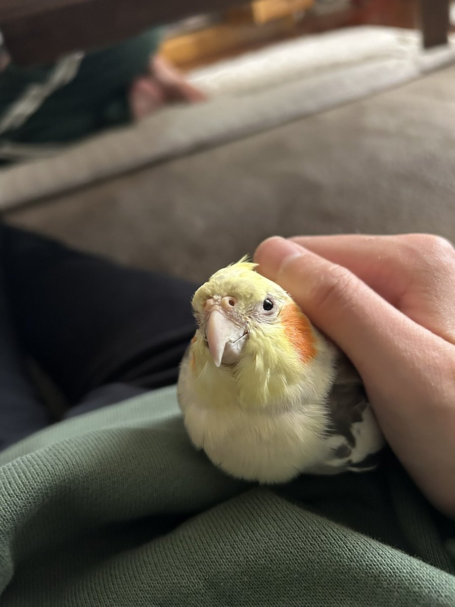 ko_jam_bird's tweet photo. https://t.co/gFzu3tHnkM