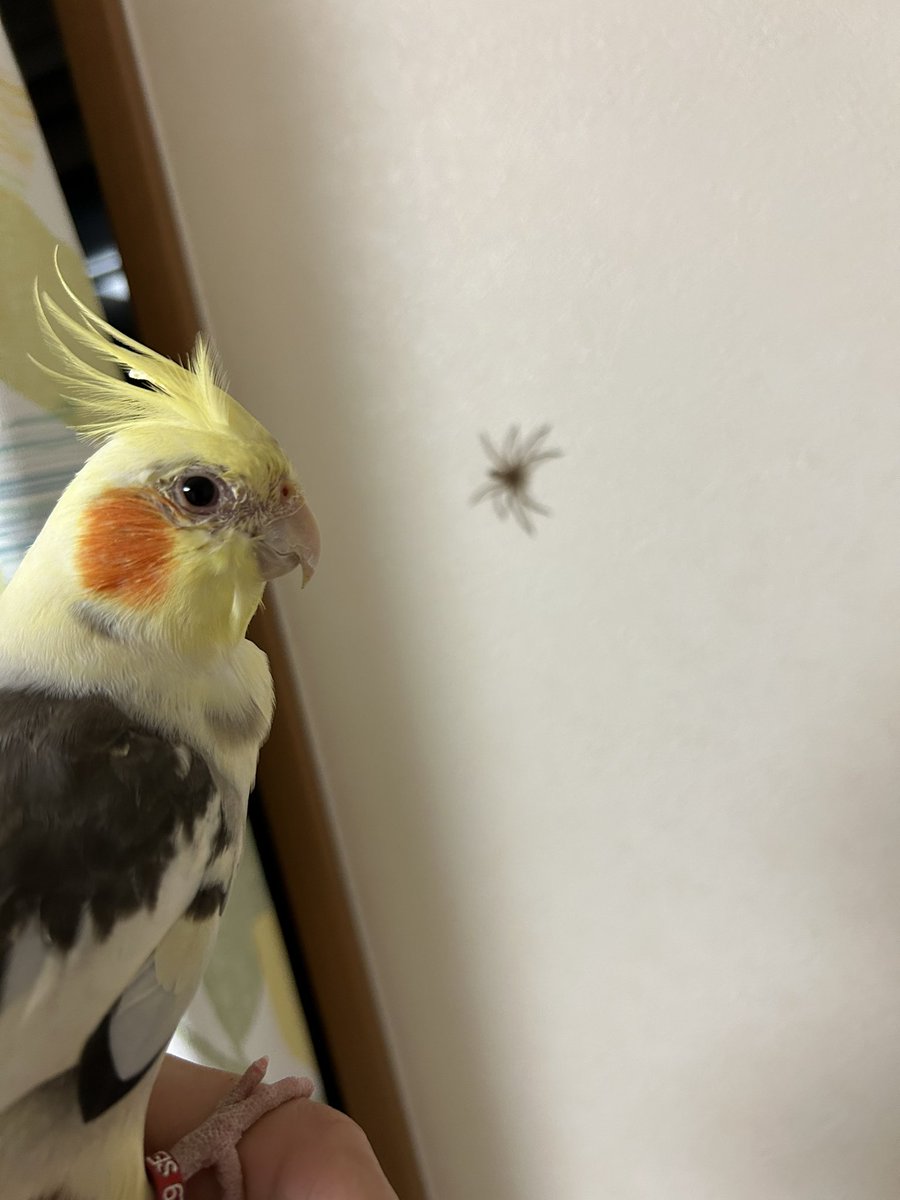 ko_jam_bird's tweet photo. https://t.co/VTTsVZOACl