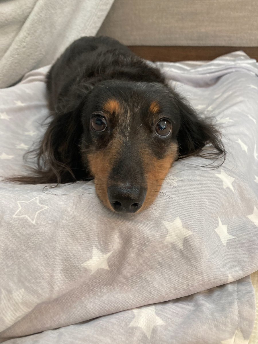 今日は #世界犬の日 らしい