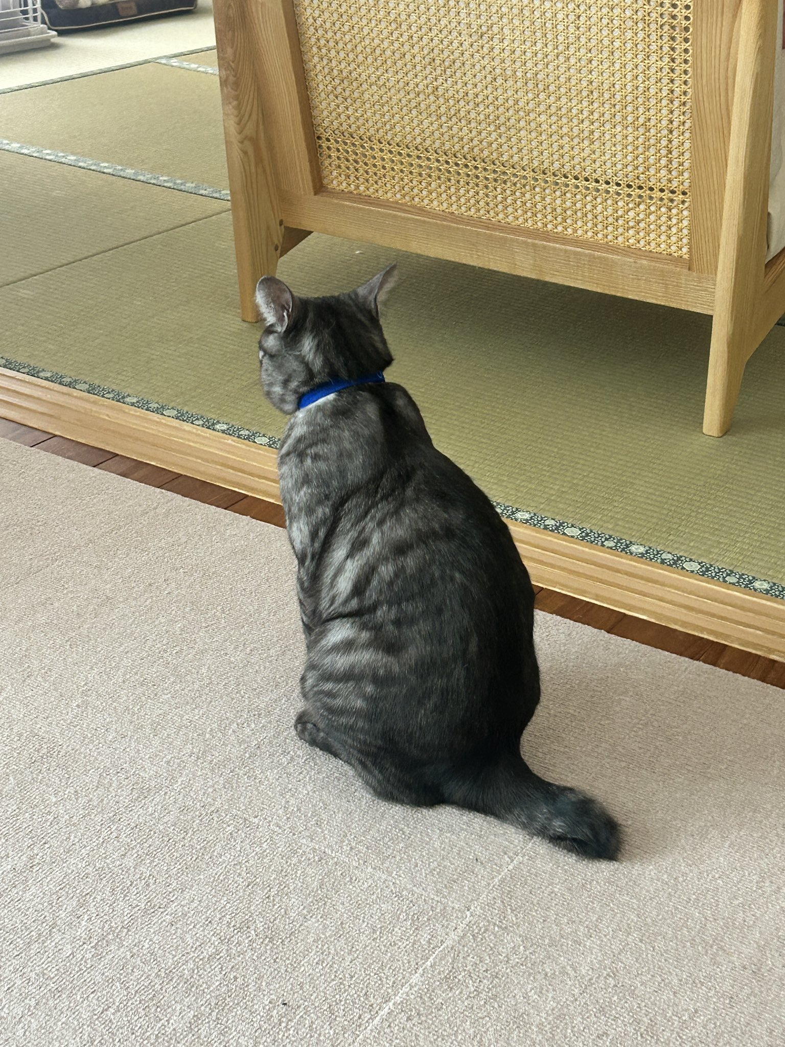 けい様　取り置き中　三毛猫ドラマー　流れ星流れるクローバー畑　Bathroom $3 one try