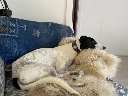 Sweet Sophie is an 8-year-old ex-racer,  who, sadly, has come back to us due to a change in her family’s circumstances. She is a dream of a dog - happy and affectionate, independent, and she loves children. Sophie is an ideal companion for someone who works from home.