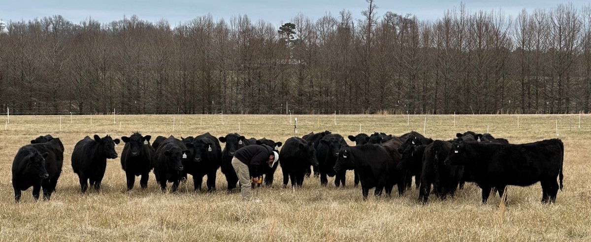 Time to consider N fertilization to stockpile tall fescue for winter grazing in North Carolina. See details 👉 content.ces.ncsu.edu/production-and… <a href="/NRCS_NC/">NRCS-North Carolina</a> <a href="/NCCattle/">NC Cattlemen's Assoc</a> <a href="/NCState/">NC State University</a>