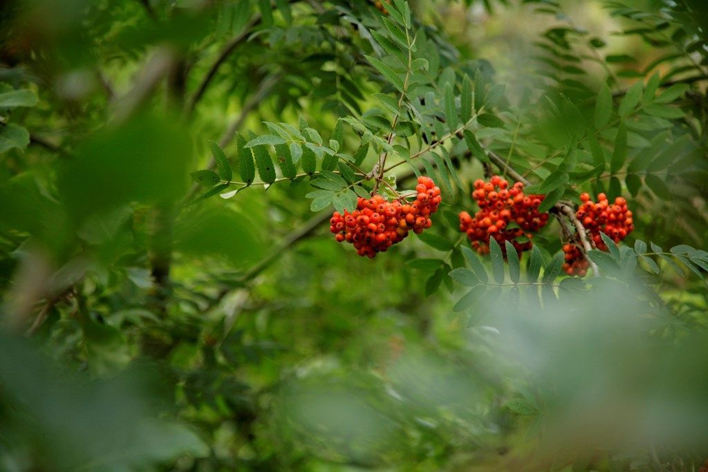 As the seasons change in #ScotlandsRainforest, there are lots of early signs of autumn to look out for, like the red berries on rowan trees. Did you know that rowans have a long association with magic in Scotland?? 🧙 Find out more: buff.ly/LSxMd7n
📷 Andy Hay