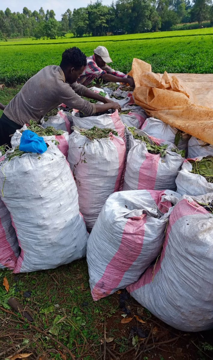 ~~Tapkili Manerech๐ฆ๐บ๐ฐ๐ช๐ช๐ช~~ (@tapkili_) on Twitter photo One of my confidant based in Nandihillss is selling quality makaa "miti ya ulaya " wattle tree @1200ksh per sack those interested na wako hio sides dm me having a bulk of upto 300bags One of my confidant based in Nandihillss is selling quality makaa "miti ya ulaya " wattle tree @1200ksh per sack those interested na wako hio sides dm me having a bulk of upto 300bags