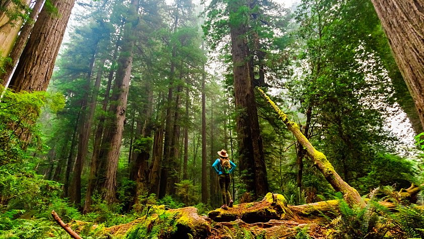 Discover the beauty of forests around the world 🌲✨ From misty woodlands to towering pines, explore stunning images perfect for your next project.
View the full collection here: robertharding.com/gallery/forest…
#Forests #NaturePhotography #StockPhotography