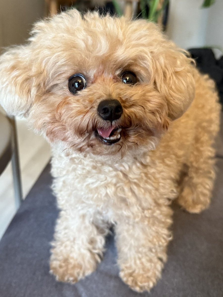 梨をﾑｼｬﾑｼｬ食べてご機嫌な犬