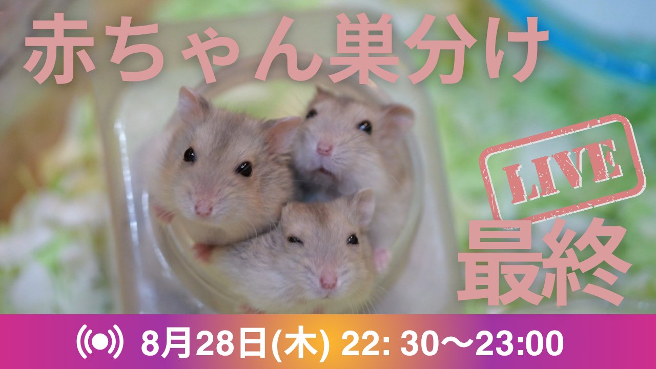 はむちゃん　プレゼントありますので説明欄と画像5枚目見てください ポエム メッセージ ベア ちゃんちゃんこ フラワー ギフト 誕生日