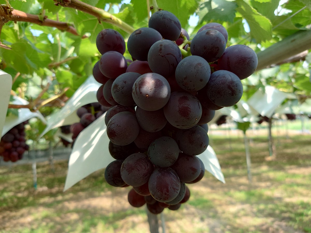 坂上ぶどう園 公式アカウント (@sakauebudouen) / Posts / X