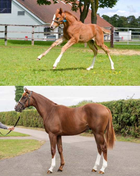 NatStudStallion's tweet photo. Some of our @GoffsUK Premier Yearling draft as foals growing up at the National Stud. 

All three go under the hammer today after 18 months of love, care and nurturing from our team ❤️ 

#NationalStudconsignment #Nationalstudboarding #Nationalstudservices #foals #yearlings #grow https://t.co/RK2aTcNo0Y