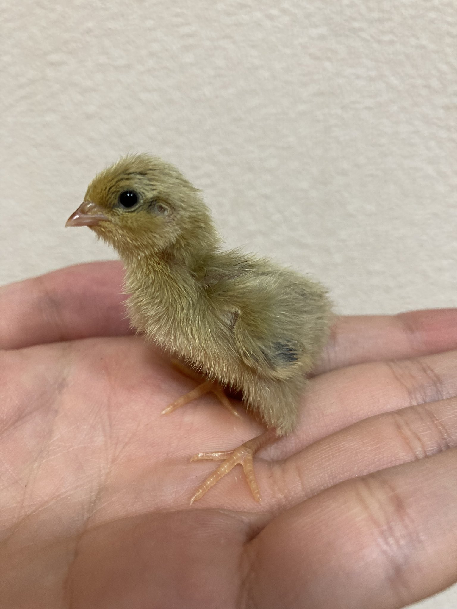 ひめうずら研究室 成鳥用配合飼料 4kg 鳥 餌 ヒメウズラ ひめうずら研究室の餌 成鳥用｜ひめうずら研究室