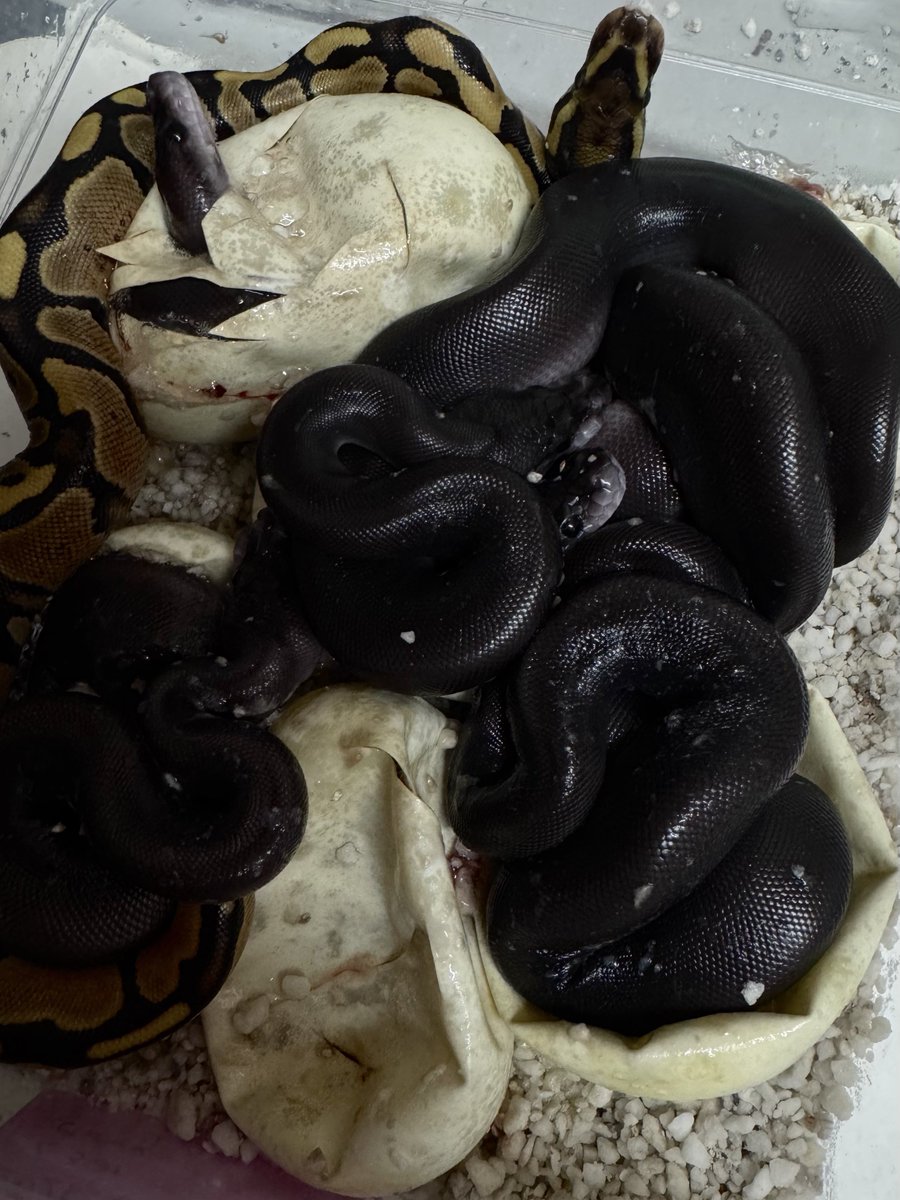 黒っ!!!!
5匹中4匹...偏りが凄い🐍