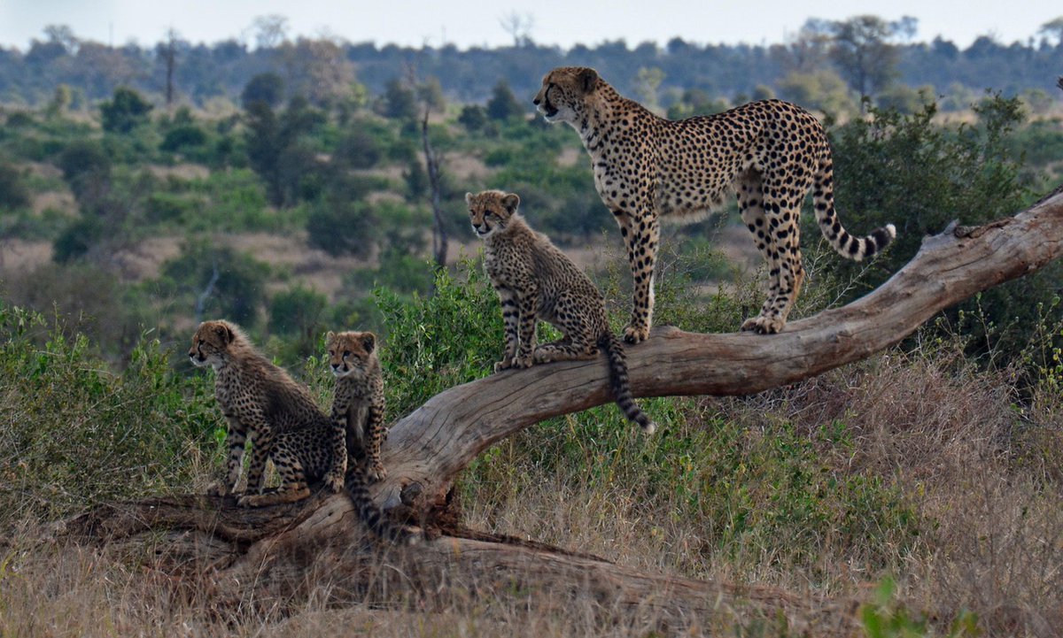 RevealSafari's tweet image. A cheetah cub leaps &amp;amp; pounces on its mom&apos;s tail! 

This isn&apos;t just cute, it&apos;s a critical hunting lesson in the golden savanna light. This is the raw magic of Africa

➡️ Plan your revelation
africarevealsafaris.com
#CheetahCub #Safari #AfricaRevealSafaris #Wildlife #TravelAfrica