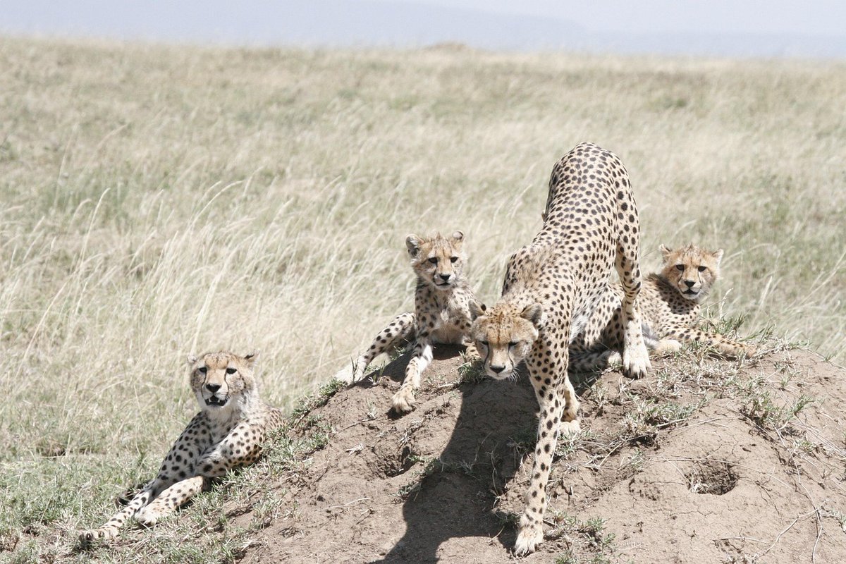RevealSafari's tweet image. A cheetah cub leaps &amp;amp; pounces on its mom&apos;s tail! 

This isn&apos;t just cute, it&apos;s a critical hunting lesson in the golden savanna light. This is the raw magic of Africa

➡️ Plan your revelation
africarevealsafaris.com
#CheetahCub #Safari #AfricaRevealSafaris #Wildlife #TravelAfrica