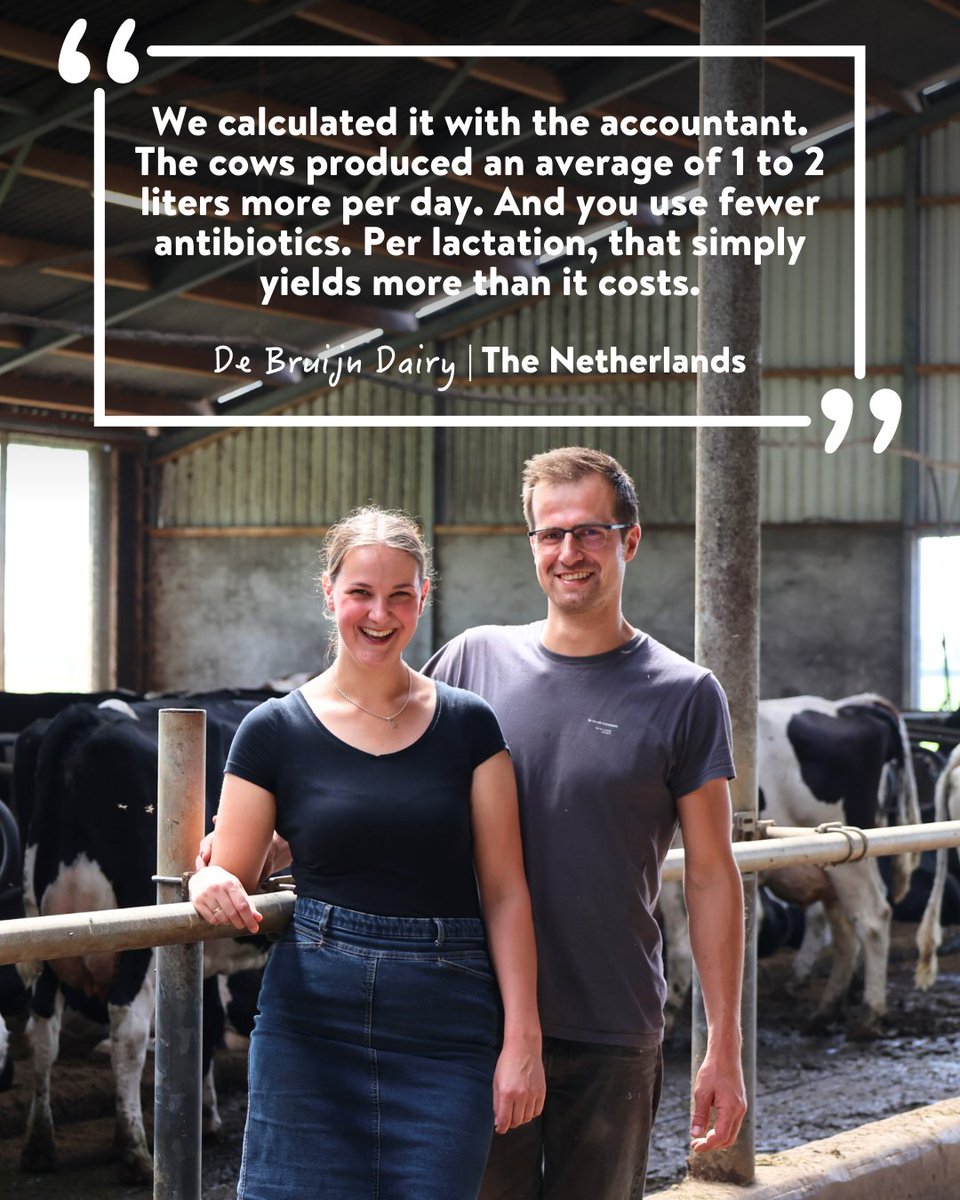 AHVint's tweet image. 𝐇𝐞𝐚𝐥𝐭𝐡𝐲 𝐂𝐨𝐰𝐬, 𝐄𝐯𝐞𝐧 𝐢𝐧 𝐒𝐮𝐦𝐦𝐞𝐫 ☀️

✅ Fast recovery with AHV Booster &amp;amp; Aspi
✅ Fewer antibiotics, more liters
✅ Stress-free dry-off with StopLac

💬 “Our cows stay curious, healthy, and productive.”

ahvint.com/global-news/he…

#AHV // #SummerSupport