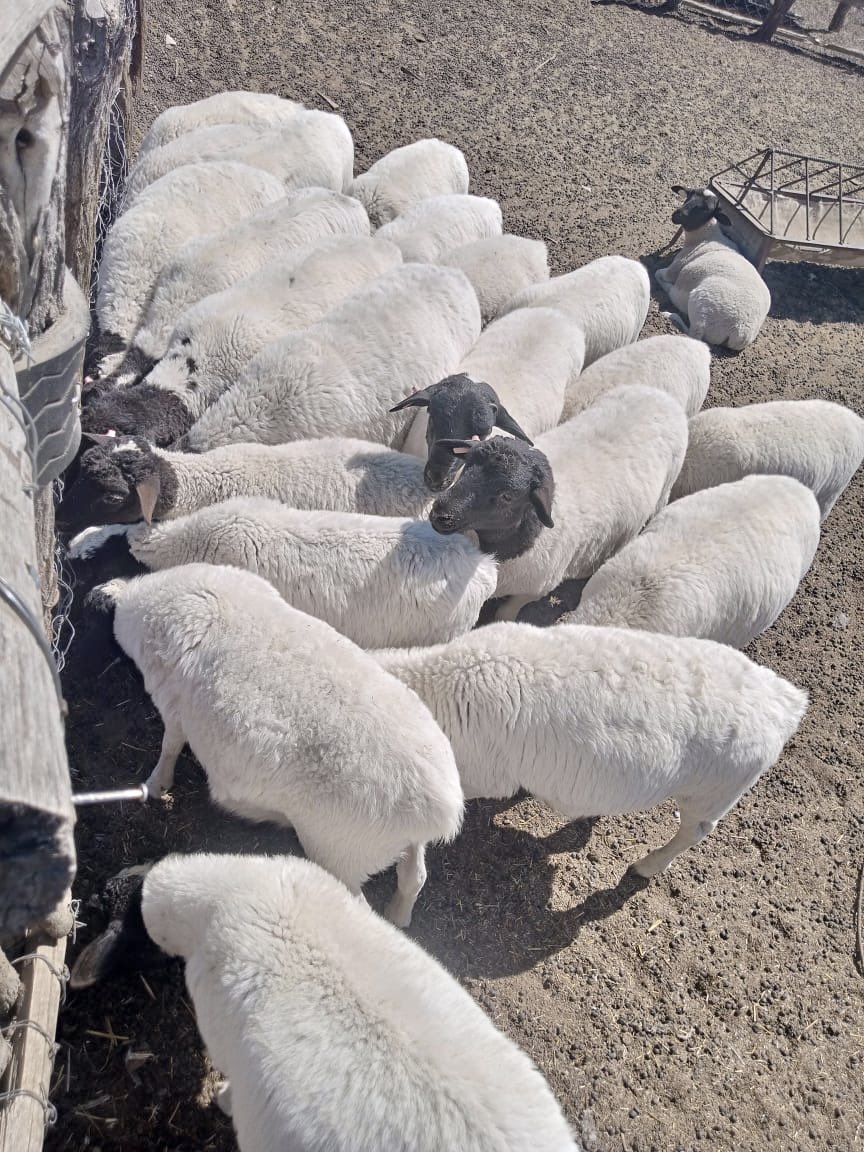 klipranch's tweet image. So far so good, they haven’t dropped any weight on weaning stress. They’re actually gaining nicely