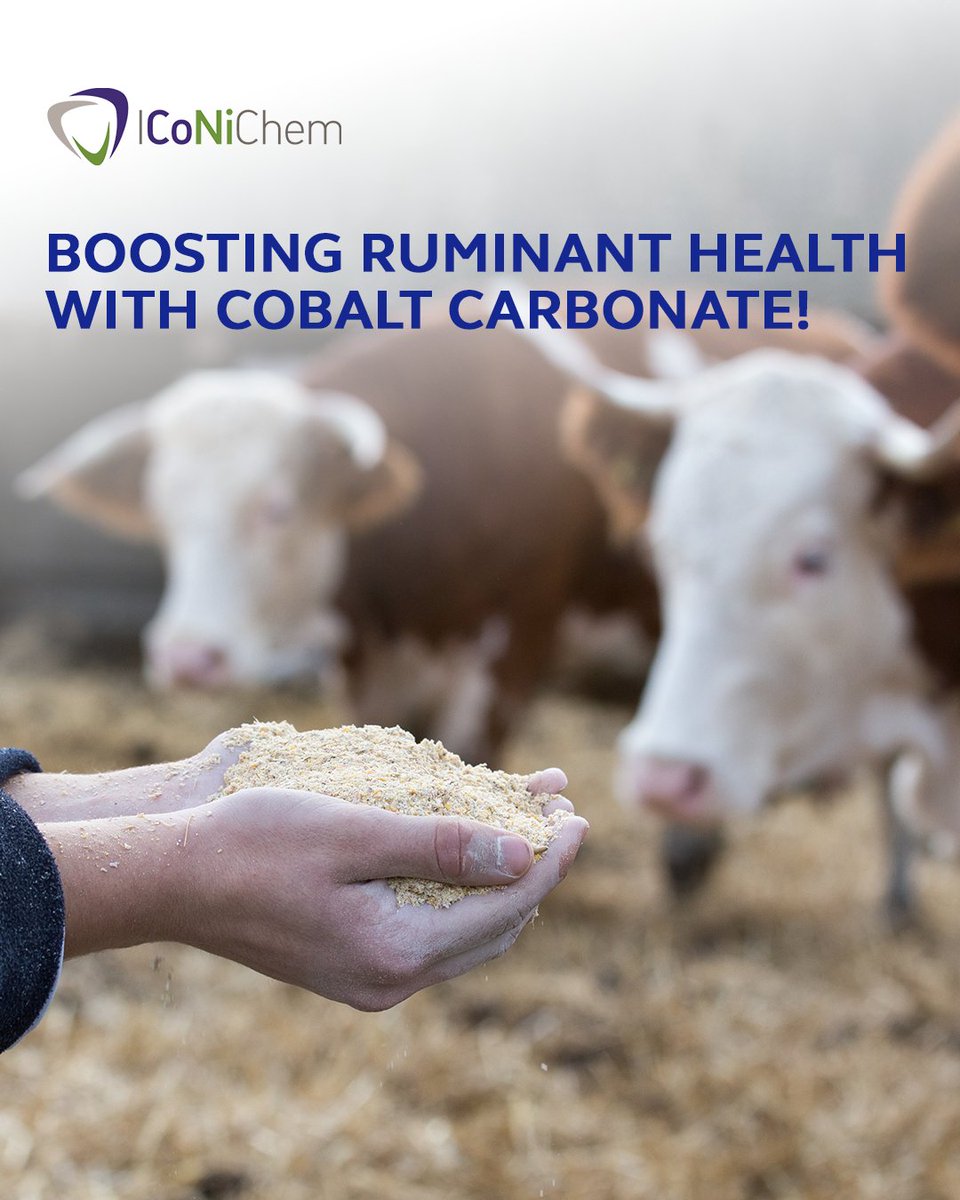 Cobalt for Cattle 🐄✨ Cobalt carbonate supports ruminant health by enhancing performance. It plays a crucial role in vitamin B12 production, supporting metabolism and strengthening natural defenses.

Harness the power of nature to promote sustainable and healthy animal farming.