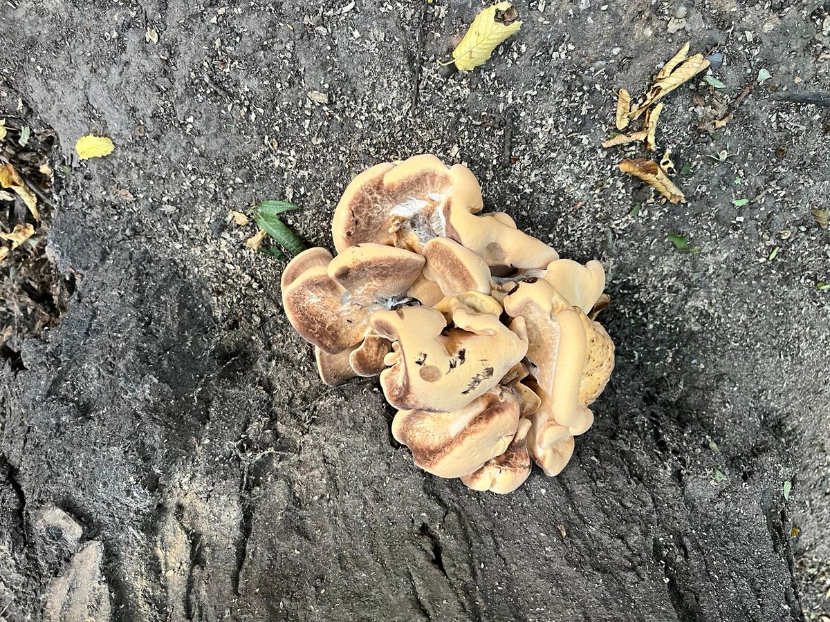 Lovely to see some decay fungi appearing on dead trees, breaking down the tough components of wood - all part of the rich ecosystem🌳

Friendly reminder: don't pick fungi you see in the woods, they're vital to the health of the trees, so best leave them to do their job! 🍄