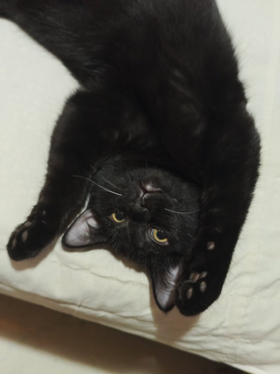 炘铭Silmery🔜5.1 hi furry tweet media