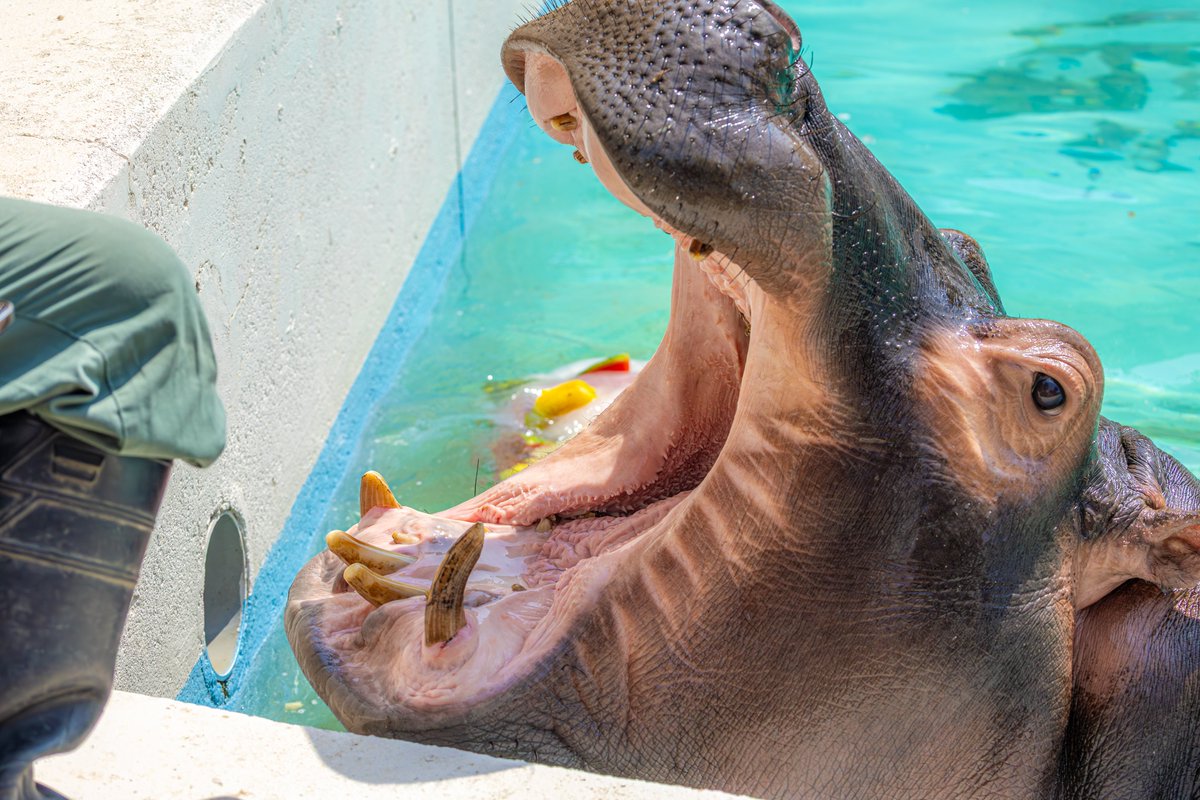 まんぷく君、フルーツ氷より元担当
20250823
#東武動物公園
#カバ　#まんぷく