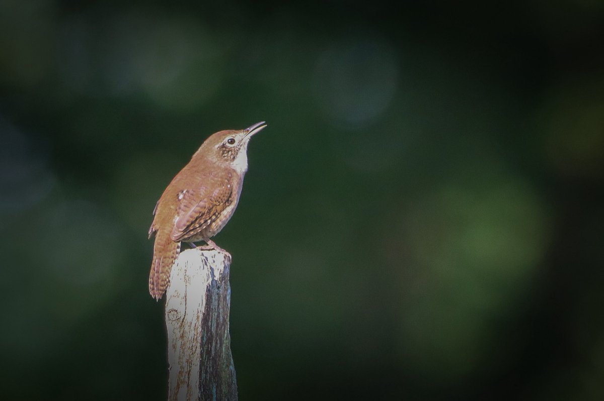 Happy #Wrensday. A family of House Wrens have taken up residence at the community gardens. They are such fun to watch. Have a good day all. #birds #birding #birdphotography #birdsoftwitter
