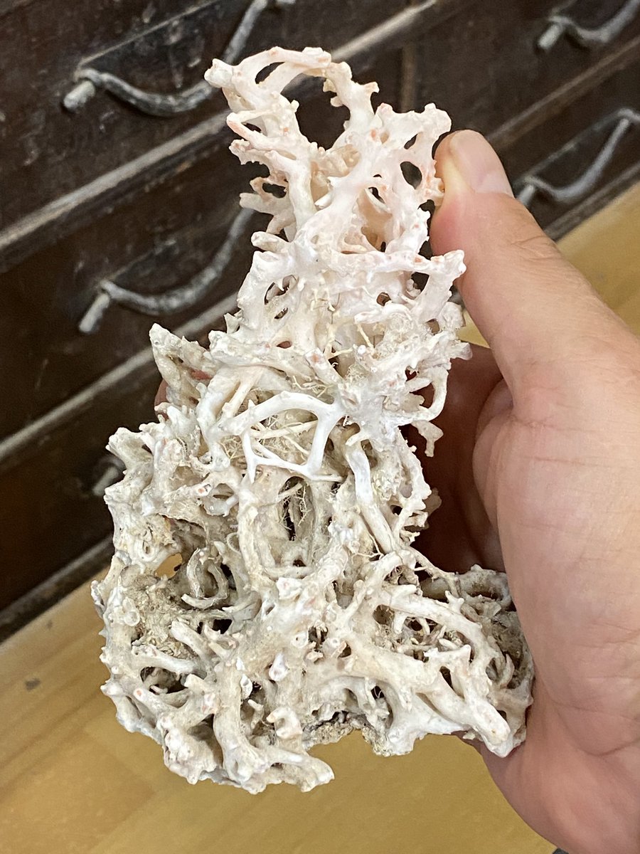 葛飾北斎『北陸奇談』を入手しました。
当初は妖怪の画を探していたのですが、読み進めると宝石珊瑚の記述も。妖怪と珊瑚が同じ本に載っているなんて、何とも贅沢なお得感です。