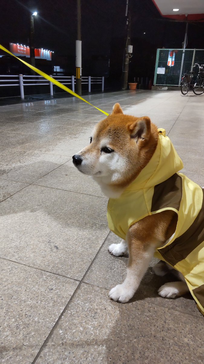 どしゃ降りで雨宿り中😂