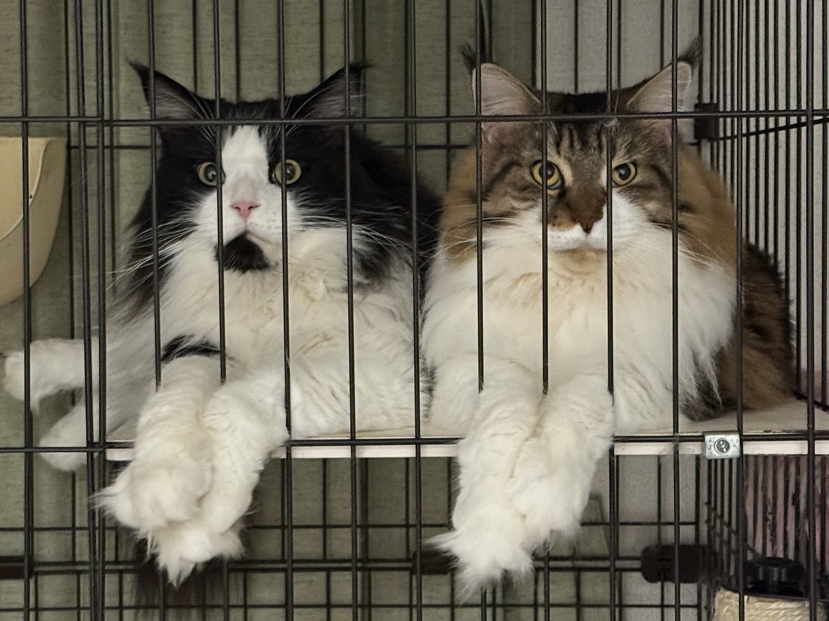 とらねこページ とらねこページ 飼猫 by biz & ZERA | TuneCore Japan
