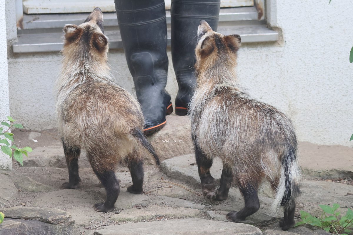 飼育員さんを指し示す #円山動物園 #エゾタヌキ