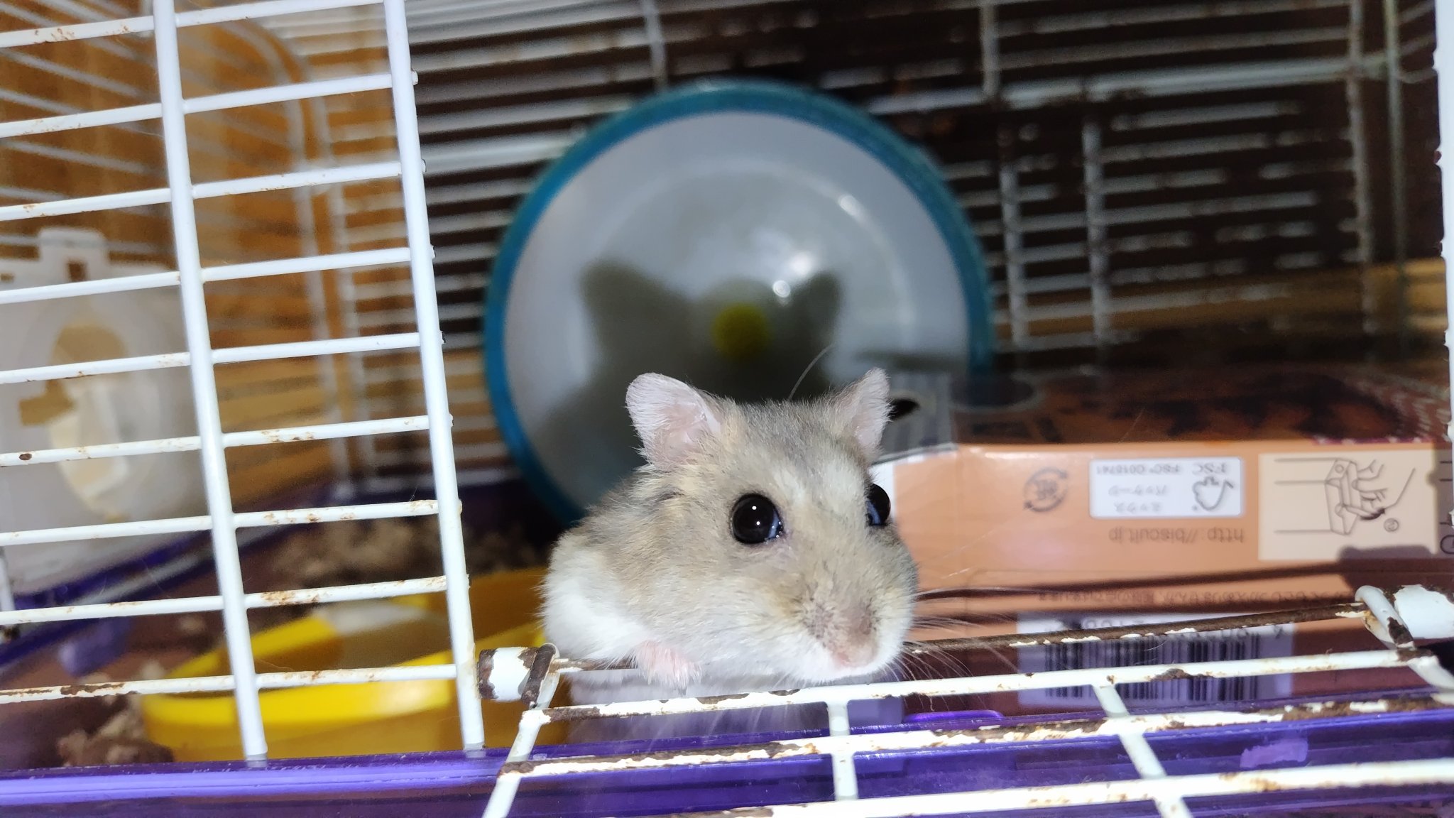 はっしー🐹 on X: 