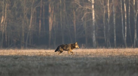 📉 W skali całej populacji zwierząt hodowlanych zagrożenie ze strony wilków pozostaje niewielkie. W UE 0,02% bydła jest atakowane przez #wilki, w Polsce jeszcze mniej. 
Z dr Katarzyną Kozyrą-Zyskowską <a href="/PPrzyrodnika/">Katarzyna Kozyra-Zyskowska</a>  rozmawia Alan Weiss <a href="/_AlanWeiss/">Alan Weiss</a> 
dzikiezycie.pl/archiwum/2025/…