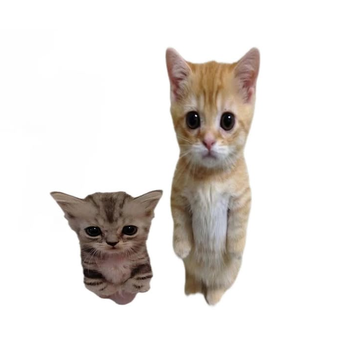 FNATIC CoJo tweet media